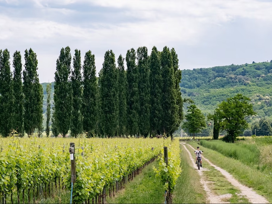 Governance and board work